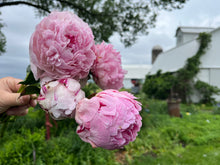 Load image into Gallery viewer, BULB, PEONY PERENNIAL VARIETAL CONSULT