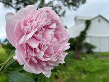 Load image into Gallery viewer, Sarah Bernhardt (Herbaceous/Late Season Bloom)