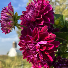 Load image into Gallery viewer, Diva Tuber