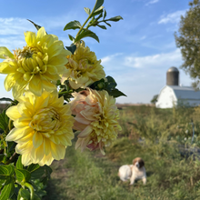 Load image into Gallery viewer, Miss Amara Tuber