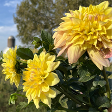 Load image into Gallery viewer, Miss Amara Tuber