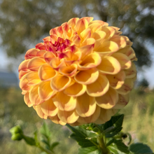 Load image into Gallery viewer, Ferncliff Spice Tuber