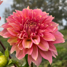 Load image into Gallery viewer, *NEW Kenora Lisa Tuber