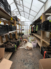 Load image into Gallery viewer, SEASONED FLOWER FARMER REFRESH CONSULT