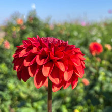 Load image into Gallery viewer, Brown Sugar Tuber