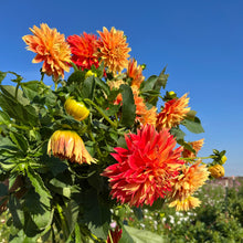 Load image into Gallery viewer, Punkin Spice Dahlia Tuber