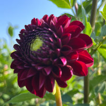 Load image into Gallery viewer, Chimacum Troy Tuber