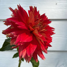 Load image into Gallery viewer, Punkin Spice Dahlia Tuber