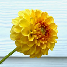 Load image into Gallery viewer, Golden Scepter Tuber