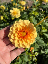 Load image into Gallery viewer, Golden Scepter Tuber