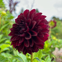 Load image into Gallery viewer, Black Satin Tuber