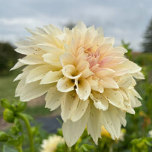 Load image into Gallery viewer, Cafe au Lait Dahlia Tuber