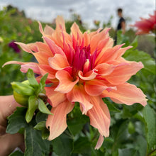 Load image into Gallery viewer, Labyrinth Tuber