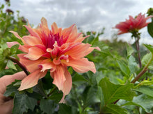 Load image into Gallery viewer, Labyrinth Tuber