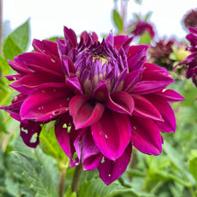 Load image into Gallery viewer, Diva Tuber