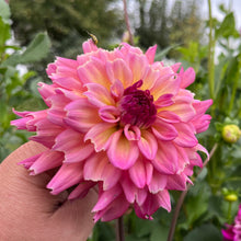 Load image into Gallery viewer, Bahama Mama Tuber