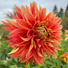 Load image into Gallery viewer, Punkin Spice Dahlia Tuber
