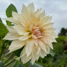 Load image into Gallery viewer, Cafe au Lait Dahlia Tuber