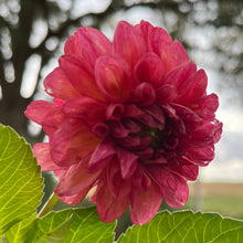 Load image into Gallery viewer, Chimacum Nadjae Tuber