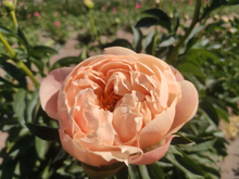 Load image into Gallery viewer, King's Day (Herbaceous / Early to Mid Season)