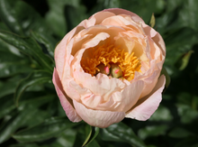 Load image into Gallery viewer, King's Day (Herbaceous / Early to Mid Season)