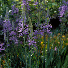 Load image into Gallery viewer, Camassia - Leichtlinii Caerulea 16775014
