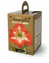 Load image into Gallery viewer, Amaryllis - Minerva 80146