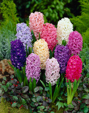 Load image into Gallery viewer, Hyacinths - Mixed Hyacinths 28877216