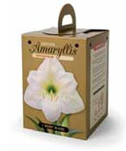 Load image into Gallery viewer, Amaryllis - Mont Blanc 80147