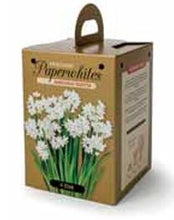 Load image into Gallery viewer, Amaryllis - Narcissus Paperwhites 80148
