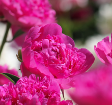 Load image into Gallery viewer, Panther Blush (Herbaceous / Early Season)