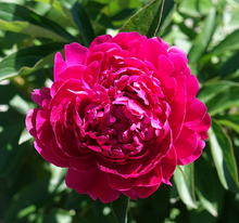 Load image into Gallery viewer, Panther Blush (Herbaceous / Early Season)