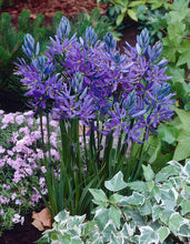 Load image into Gallery viewer, Camassia - Quamash Blue Melody 22326306