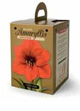 Load image into Gallery viewer, Amaryllis - Red Lion 80145