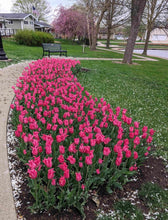 Load image into Gallery viewer, Tulip Lily Flowering Maggie Daley 91607212
