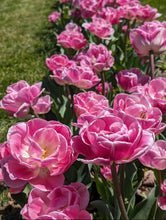 Load image into Gallery viewer, Tulip Double Late Voque 82067212