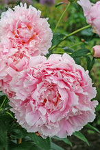 Load image into Gallery viewer, Sarah Bernhardt (Herbaceous/Late Season Bloom)