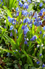 Load image into Gallery viewer, Scilla - Siberica 27827908