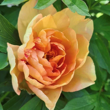Load image into Gallery viewer, Singing in the Rain (ITOH/Mid Season Bloom)