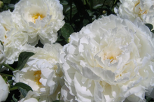 Load image into Gallery viewer, Bowl of Cream (Herbaceous/Mid Season Bloom)