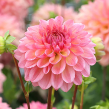 Load image into Gallery viewer, *NEW Lark's Ebbe Tuber