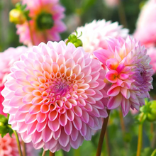 Load image into Gallery viewer, *NEW Coralie Tuber