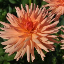 Load image into Gallery viewer, Peach Fuzz Tuber