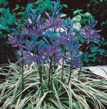 Load image into Gallery viewer, Camassia - Blue Melody 21116106