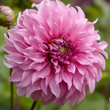 Load image into Gallery viewer, *NEW Vassio Meggos Tuber