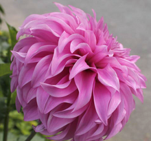 Load image into Gallery viewer, *NEW Vassio Meggos Tuber