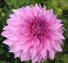 Load image into Gallery viewer, *NEW Vassio Meggos Tuber