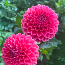 Load image into Gallery viewer, *NEW Tempest Tuber