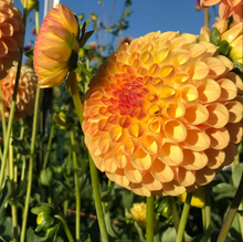 Load image into Gallery viewer, *NEW Suncrest Tuber