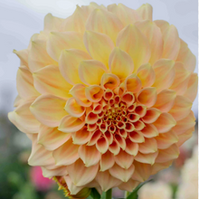 Load image into Gallery viewer, *NEW Bracken Sarah Tuber